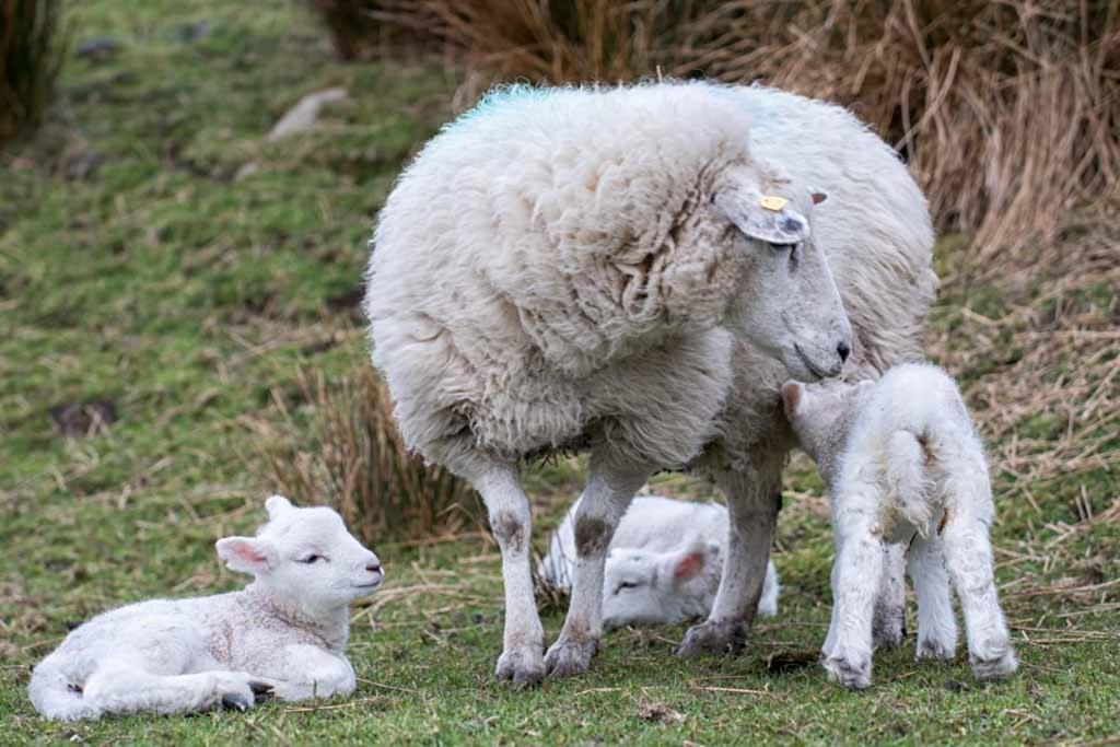 Vila Devlin Farm Life Westport Exteriér fotografie